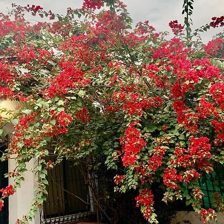 50N15 B&B Cali Zewnętrze zdjęcie